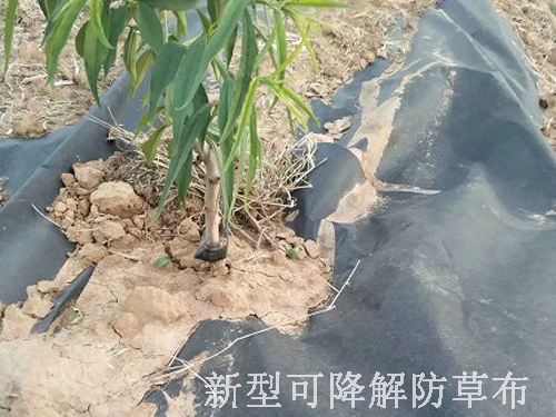 农业上新型可降解防草布在水稻育苗方面的应用